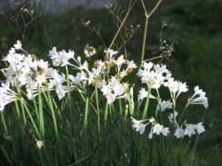 Narcissus papyraceus